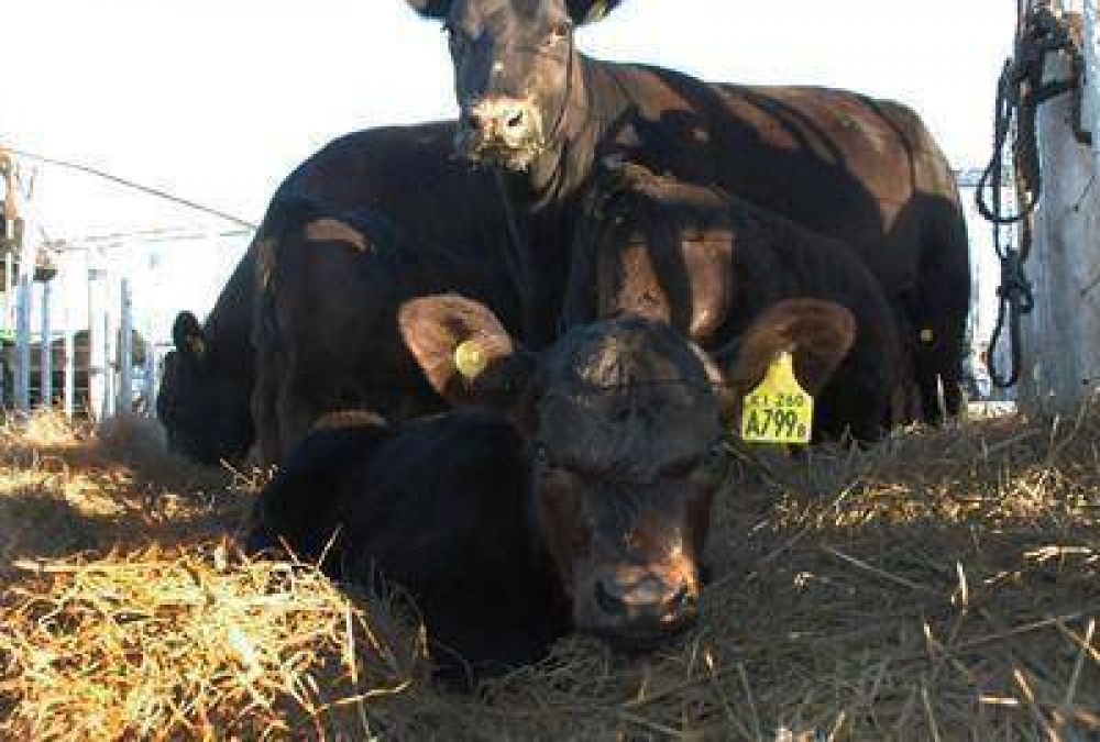 La Pampa, la m�s afectada por la seca: en tres a�os el stock ganadero cay� un 35%