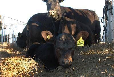 La Pampa, la m�s afectada por la seca: en tres a�os el stock ganadero cay� un 35%