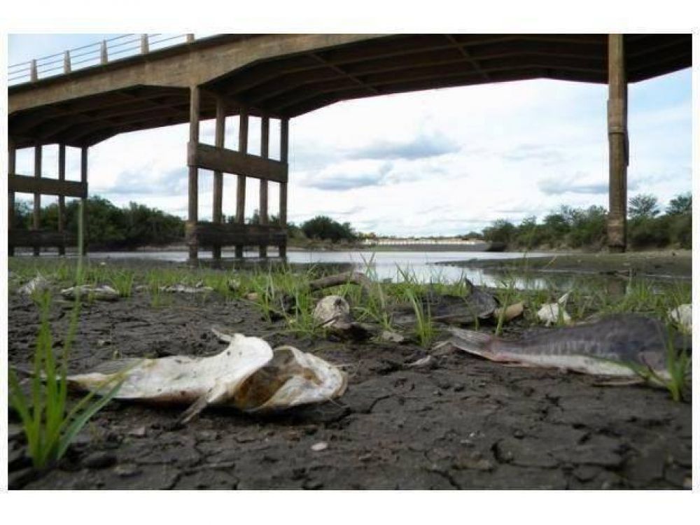 Denuncian intoxicaci�n con agroqu�micos y mortandad de peces