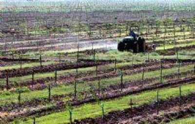 La principal aceitera del pa�s exportar� almendras de Mendoza