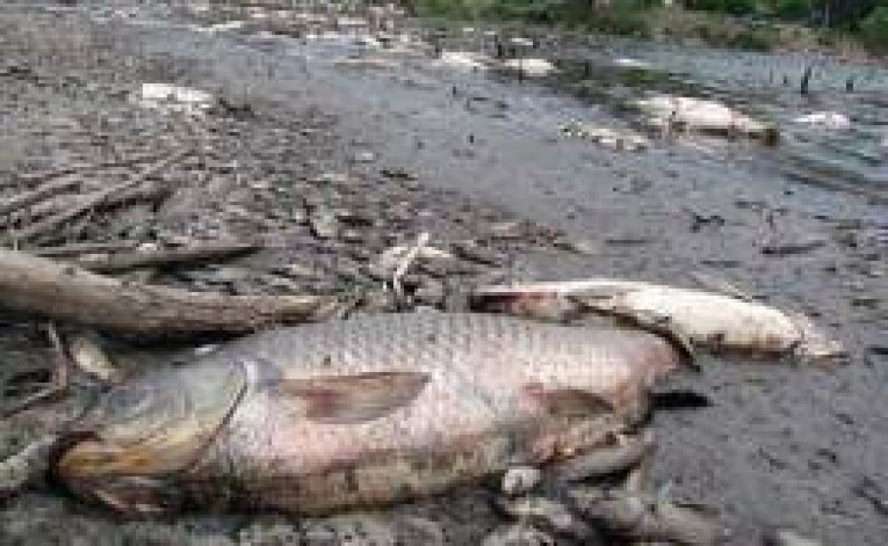 Pese a la mortandad de peces, puede consumirse el agua del dique Los Sauces