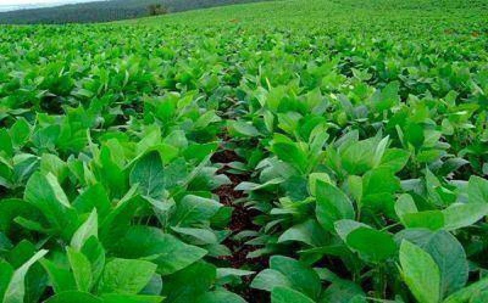 La sequ�a redujo en un 1% la superficie prevista para la siembra de soja