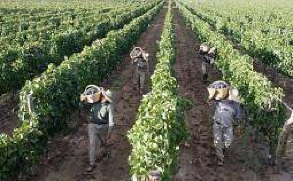 R�gidos controles para resguardar condiciones laborales de cosecheros