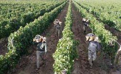 R�gidos controles para resguardar condiciones laborales de cosecheros