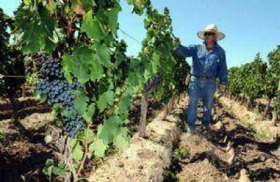 Pronostican 6% m�s uva que en 2010
