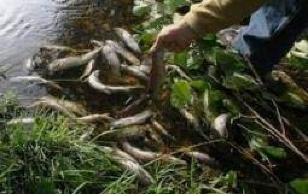 La pesca ilegal causar�a la mortandad de truchas en el r�o de Huaco