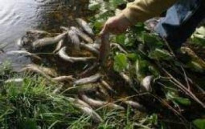 La pesca ilegal causar�a la mortandad de truchas en el r�o de Huaco
