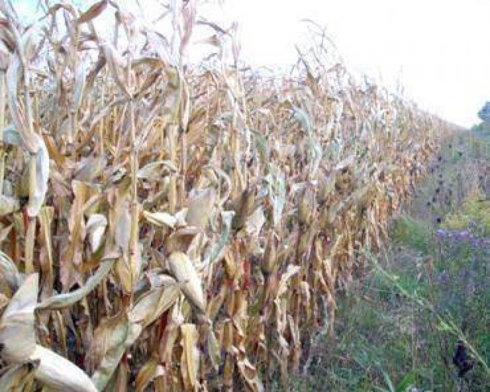 La prolongada sequ�a afecta a los productores rurales