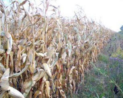La prolongada sequ�a afecta a los productores rurales