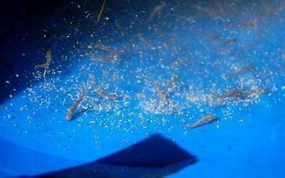 Una primera producci�n de alevinos fue resembrada en el lago Musters