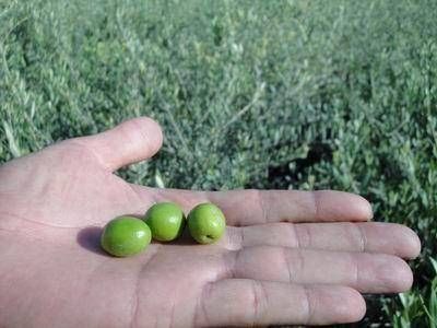 Por la crisis del olivo, diferimientos est�n mutando a la ganader�a