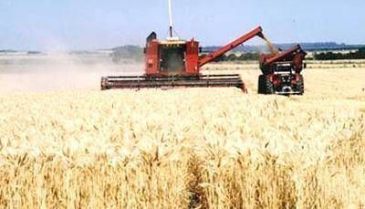 Es muy buena la cosecha de trigo en la regi�n pero persisten las quejas contra el Gobierno