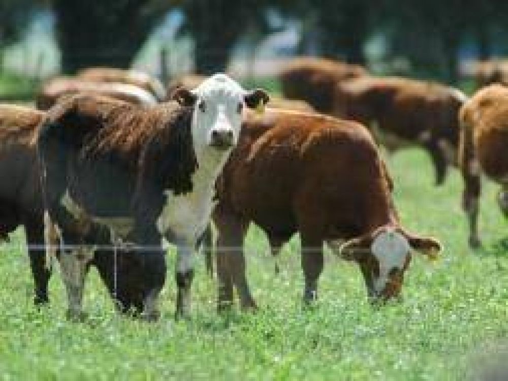 Pehuaj�: Baj� casi un 10 % la cantidad de ganado en 2010