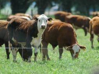 Pehuaj�: Baj� casi un 10 % la cantidad de ganado en 2010