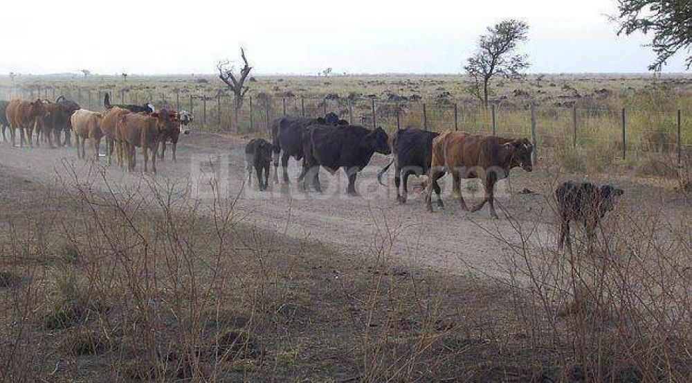 La ganader�a sufre en buena parte de la provincia la falta de lluvias