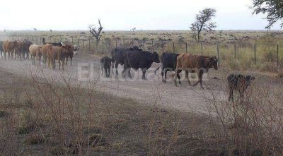 La ganader�a sufre en buena parte de la provincia la falta de lluvias
