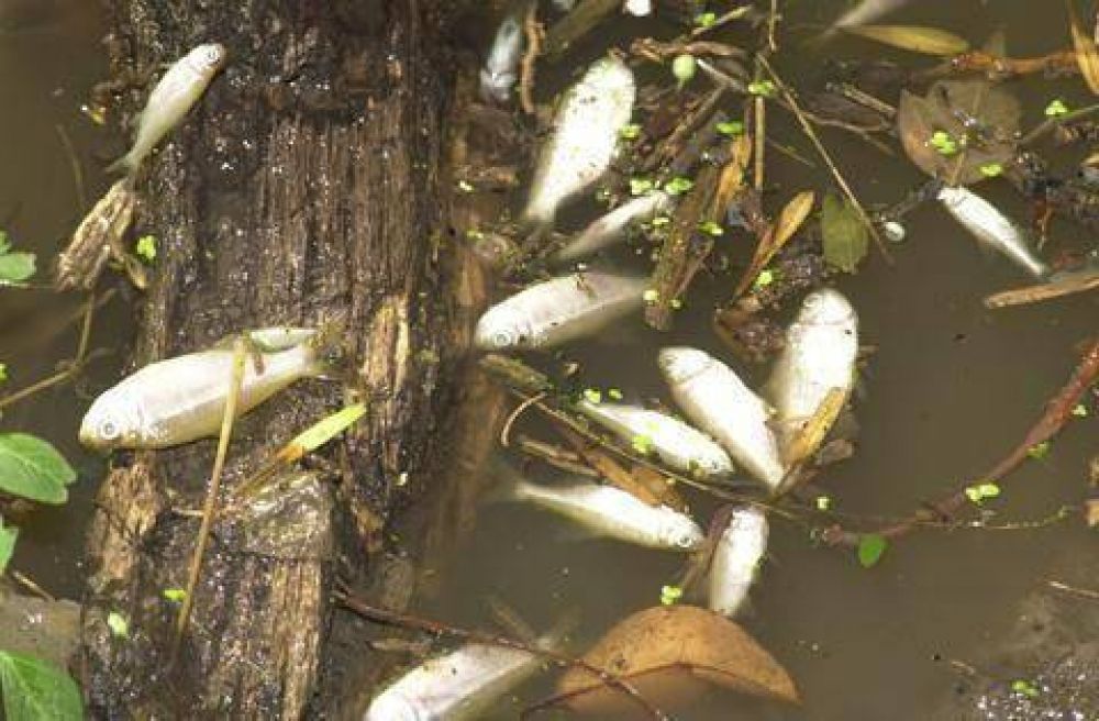 ANALIZAN LAS CAUSAS Aparicieron muertos cientos de peces en el r�o Luj�n