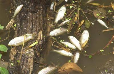ANALIZAN LAS CAUSAS Aparicieron muertos cientos de peces en el r�o Luj�n