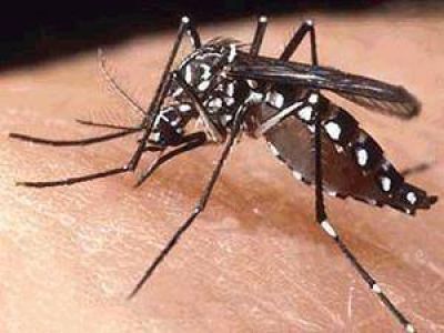 Dengue: m�xima alerta en la zona de riesgo de Jujuy