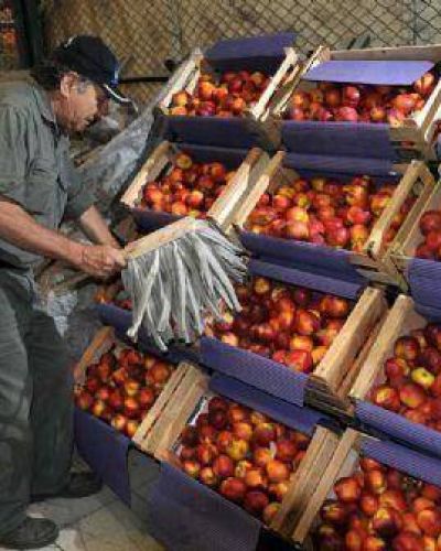 Productores e industriales de pera y manzana gestionan m�s reintegros