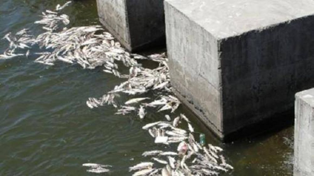 Santiago exige la clausura de 10 ingenios por contaminar