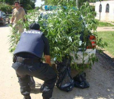 Ten�a una plantaci�n de marihuana en el patio de la casa: presa