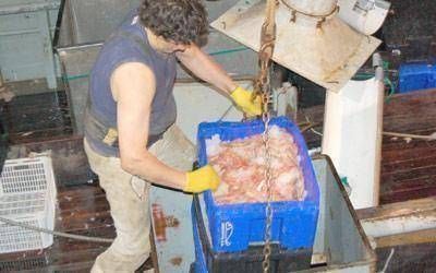 El viernes se iniciar� la prospecci�n de langostino en mares patag�nicos