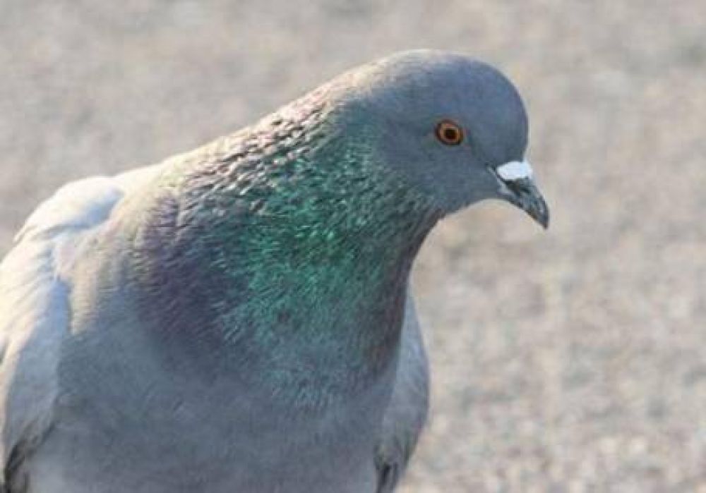Fayad ide� un plan para controlar la poblaci�n de palomas: repartir� alpiste anticonceptivo
