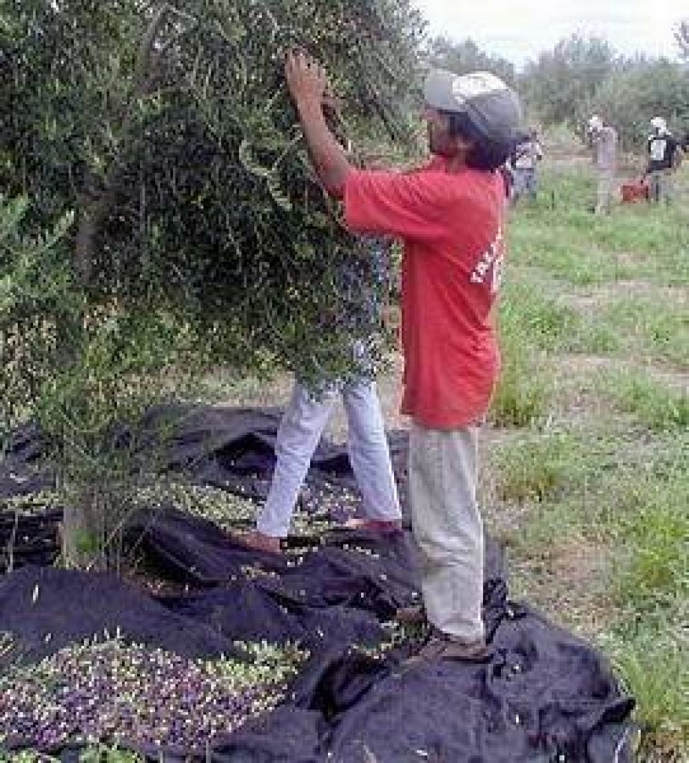 El sector oliv�cola recibir� beneficios de la Naci�n