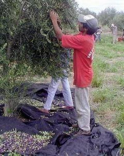El sector oliv�cola recibir� beneficios de la Naci�n