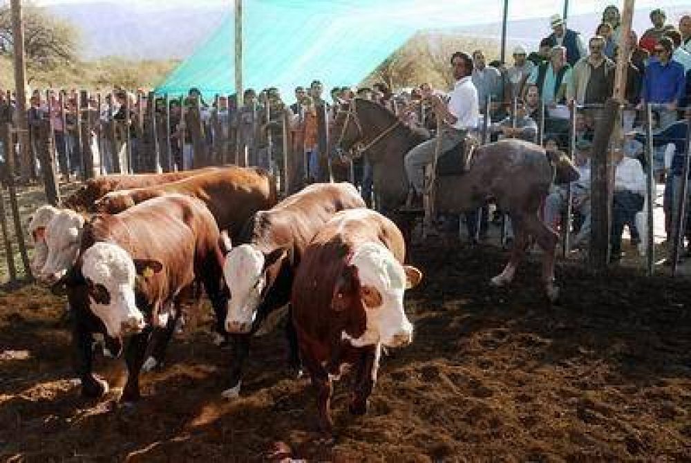 Impulsan un recambio ganadero para mejorar los rodeos locales