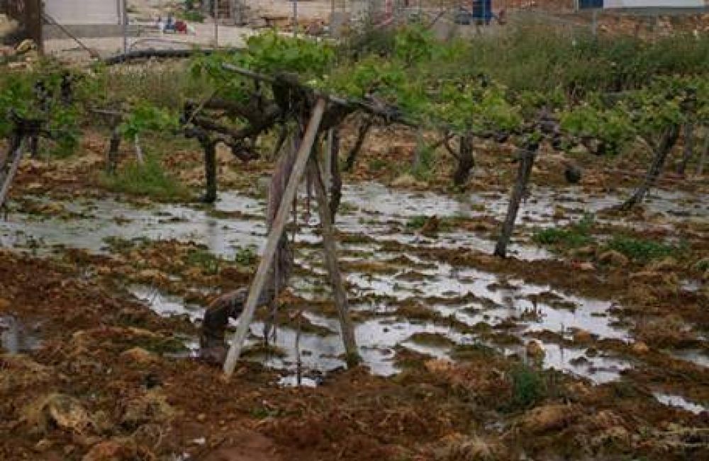 Luis Nilo Gonz�lez asegur� que ya hay pudrici�n en la uva por las tormentas