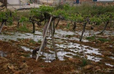 Luis Nilo Gonz�lez asegur� que ya hay pudrici�n en la uva por las tormentas