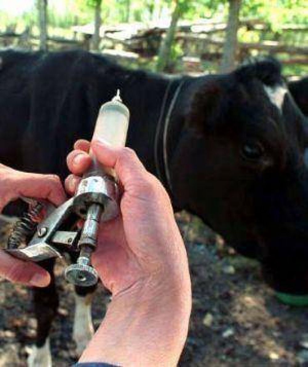 Arranca la nueva campa�a nacional de vacunaci�n anti fiebre aftosa