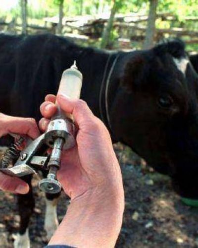 Arranca la nueva campa�a nacional de vacunaci�n anti fiebre aftosa