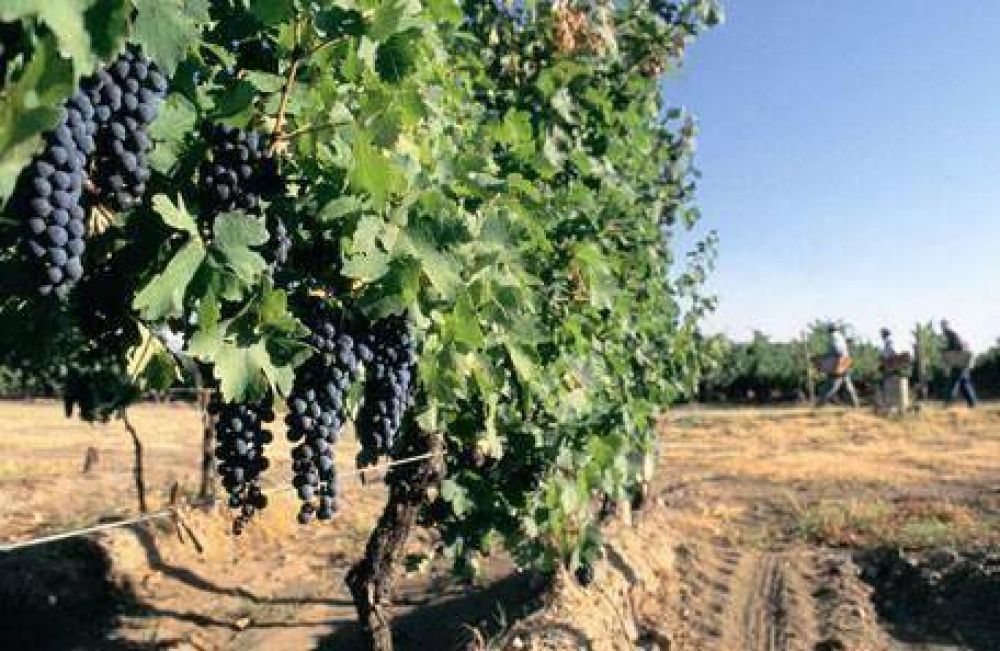 Mendoza aument� 1% la producci�n de uvas en 2011, pese al granizo