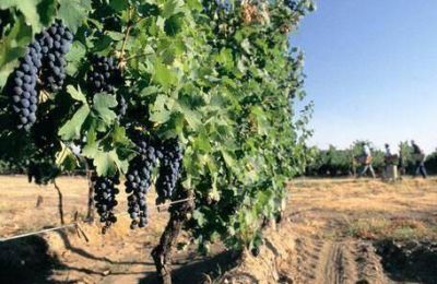 Mendoza aument� 1% la producci�n de uvas en 2011, pese al granizo