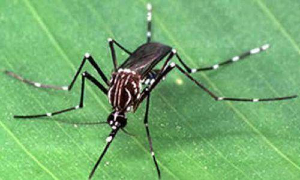 Recomiendan reforzar la Prevenci�n contra el dengue