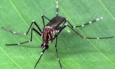 Recomiendan reforzar la Prevenci�n contra el dengue