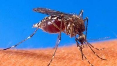 Brote de dengue en Santa Fe