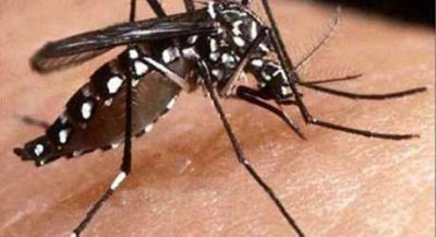 Dengue: refuerzan medidas de prevenci�n en la Provincia