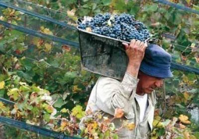 Alerta en el sector vitivin�cola: s�lo se cubri� 60% de los puestos para cosechar