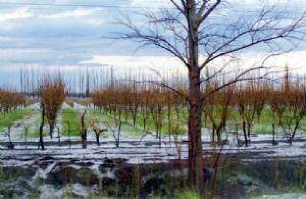 Malla antigranizo: prometen subsidios para Alvear y San Rafael