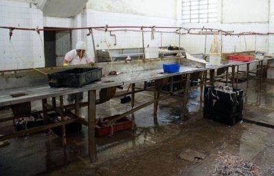 Clausuran planta procesadora de pescado