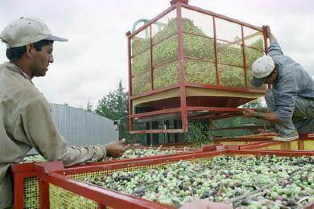 Modifican normativa de ANSES para incluir a los cosecheros oliv�colas