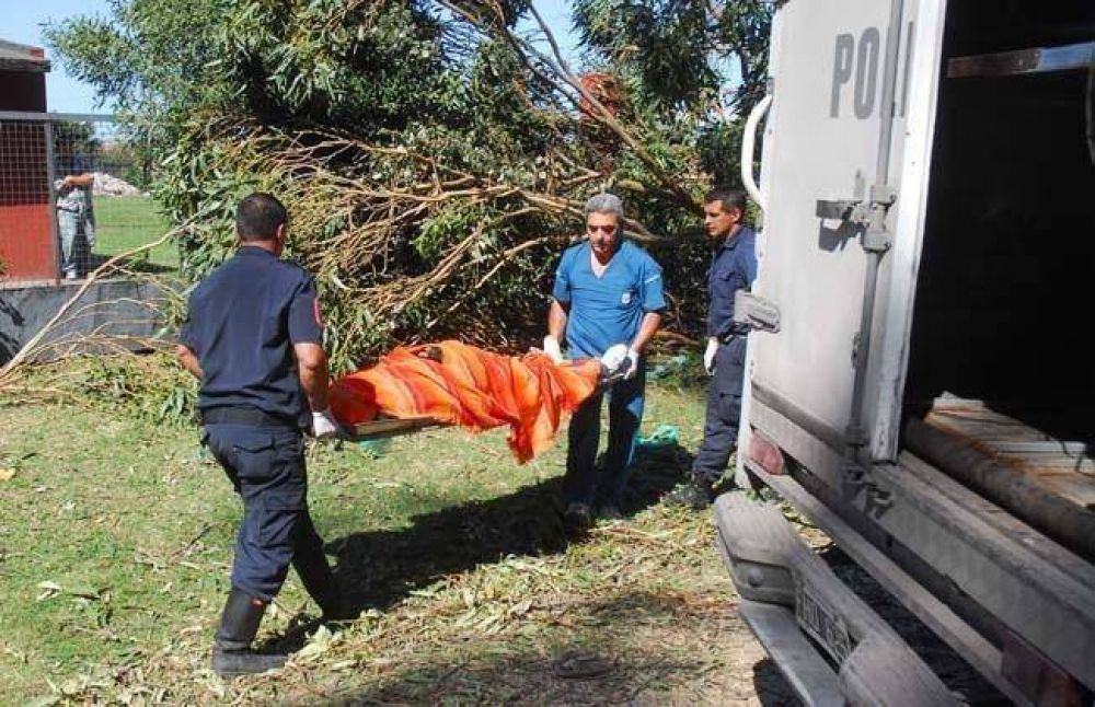 Muri� una mujer al caerse un �rbol reci�n talado