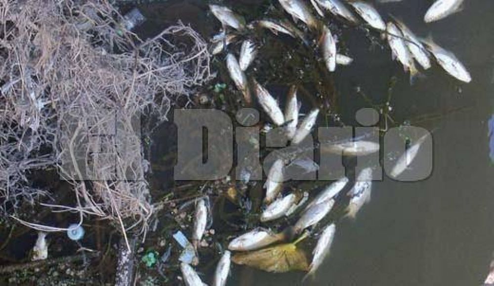 Sorpresa por la mortandad de peces en el arroyo Pinazo