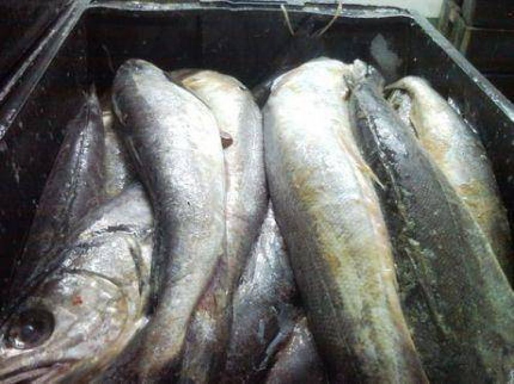 Desbaratan otra planta de fileteado de pescado clandestina en Magallanes al 7800