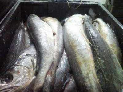 Desbaratan otra planta de fileteado de pescado clandestina en Magallanes al 7800