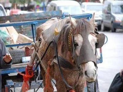 �Los cartoneros siguen olvidados y el ordenamiento de la tracci�n a sangre todav�a est� lejano�
